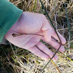 Asclepias lanceolata