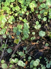 Hydrocotyle umbellata