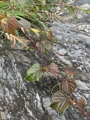 Ampelopsis glandulosa hancei