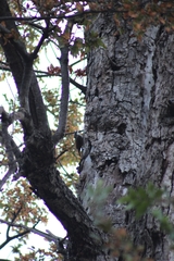 Pygarrhichas albogularis