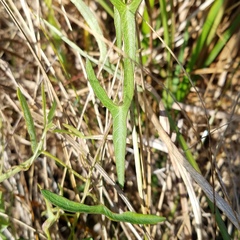 Ipomoea sagittata