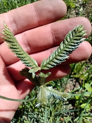 Eleusine tristachya