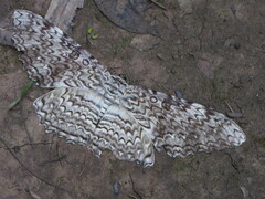 Thysania agrippina