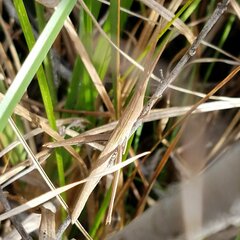 Achurum carinatum