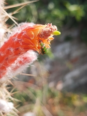 Diabrotica speciosa