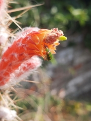 Diabrotica speciosa