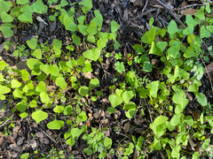 Claytonia perfoliata