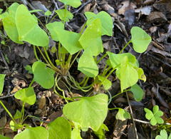 Claytonia perfoliata
