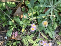 Erigeron quercifolius