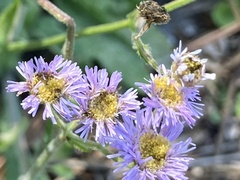 Erigeron quercifolius