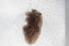 Pericelis cata