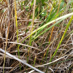 Eleocharis interstincta