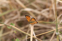 Lycaena 'canterbury common copper'