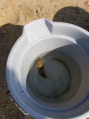 Sphoeroides maculatus