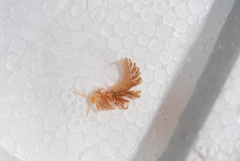 Spurilla braziliana