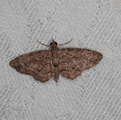 Pasiphilodes testulata