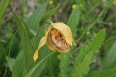 Cypripedium parviflorum pubescens