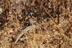 Callopistes maculatus