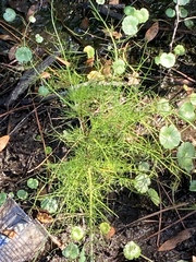 Ptilimnium capillaceum