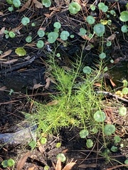 Ptilimnium capillaceum