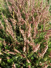 Calluna