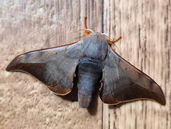 Comparmustilia sphingiformis