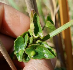 Puccinia spegazzinii