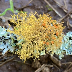Teloschistes flavicans