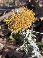 Teloschistes flavicans