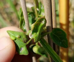 Puccinia spegazzinii