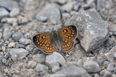Lycaena tama