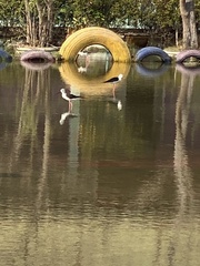 Himantopus himantopus