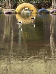 Himantopus himantopus