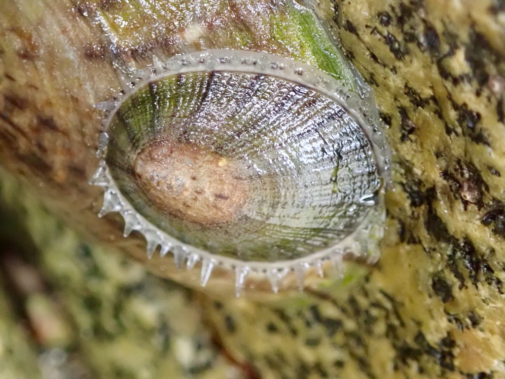 Nacellid Limpets