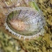 Indo-Pacific Limpets - Photo (c) Andrew Spurgeon, some rights reserved (CC BY-NC), uploaded by Andrew Spurgeon
