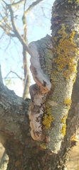 Phellinus pomaceus
