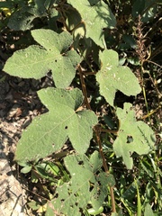 Rubus reflexus
