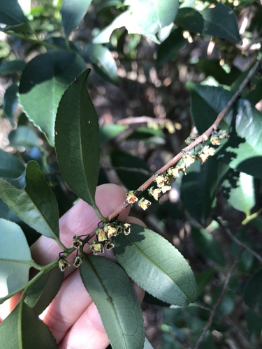Eurya chinensis