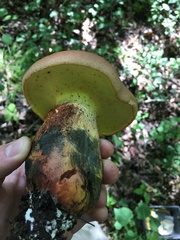Lanmaoa pseudosensibilis