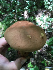 Lanmaoa pseudosensibilis