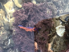 Flabellinopsis iodinea