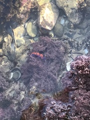 Flabellinopsis iodinea