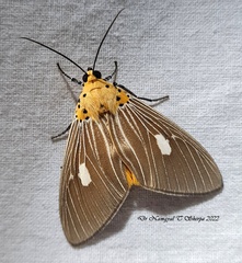 Asota plaginota