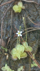 Pinguicula lilacina