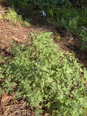 Parietaria floridana