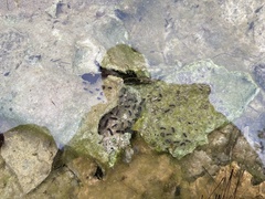 Ambystoma barbouri