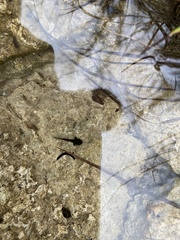 Ambystoma barbouri