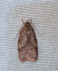 Oligoloba severa