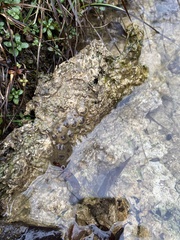 Ambystoma barbouri