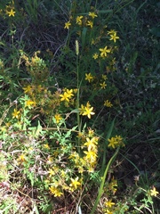 Hypericum perforatum